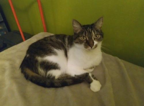 Lost Female Cat last seen 38th and Newark , Cleveland, OH 44109