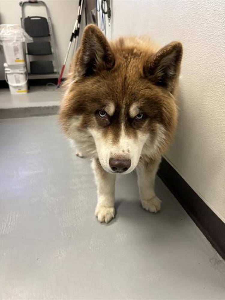 Shelter Stray Male Dog last seen PANORAMA DR/MANOR ST, BAKERSFIELD,CA, Bakersfield, CA 93307