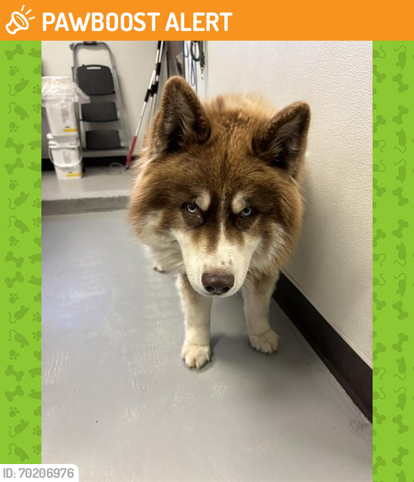 Shelter Stray Male Dog last seen PANORAMA DR/MANOR ST, BAKERSFIELD,CA, Bakersfield, CA 93307