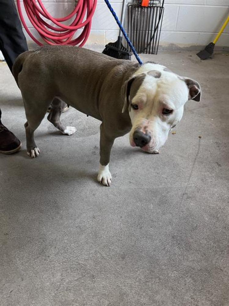 Shelter Stray Female Dog last seen FRONT ST & U ST, Sacramento, CA 95818