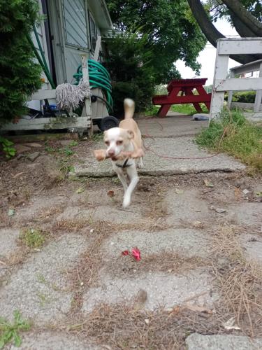 Lost Male Dog last seen Near Kilpatrick ave, Erie, PA 16503