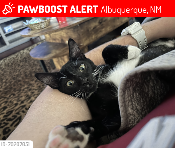 Lost Male Cat last seen Barstow and harper, Albuquerque, NM 87109