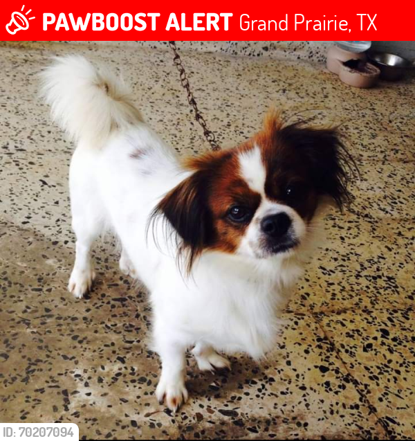 Lost Male Dog last seen SW 3rd ST Grand Prairie TX 75051, Grand Prairie, TX 75051