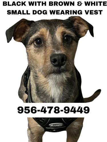 Lost Male Dog last seen By the church, McAllen, TX 78503