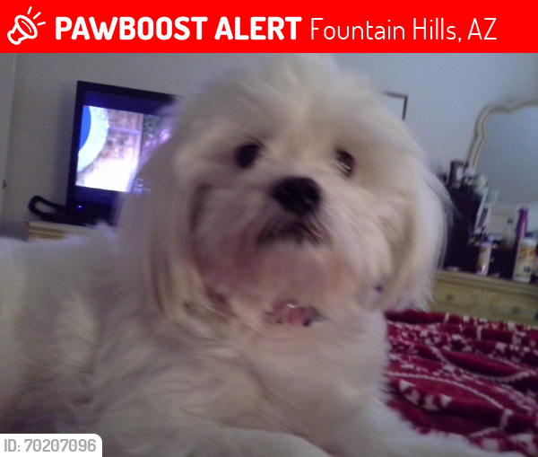 Lost Female Dog last seen Palisades and Verde River Dr , Fountain Hills, AZ 85268
