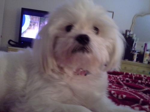Lost Female Dog last seen Palisades and Verde River Dr , Fountain Hills, AZ 85268