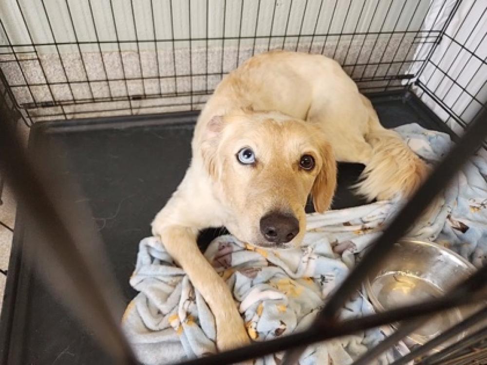 Shelter Stray Female Dog last seen Round Rock, TX 78665, Georgetown, TX 78626