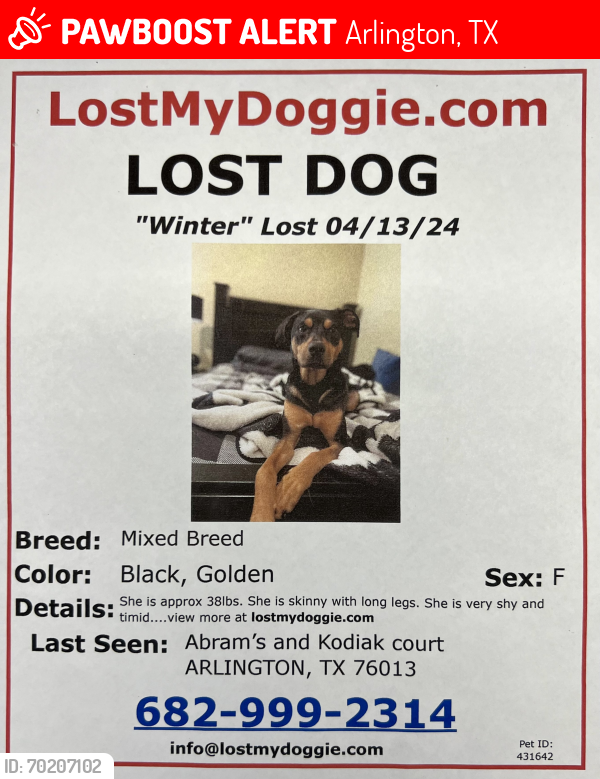 Lost Female Dog last seen Abram’s and Kodiak Ct but lives around Lamar and Collins, Arlington, TX 76013