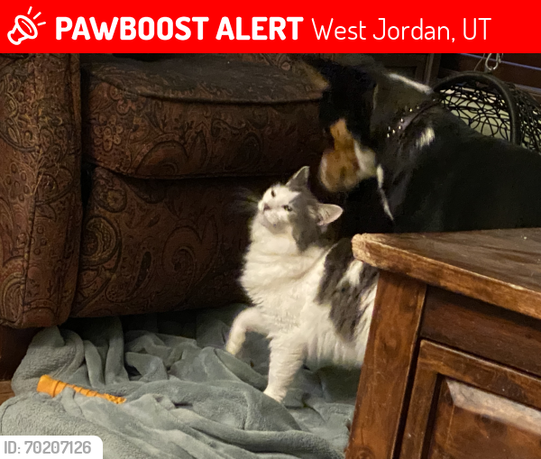 Lost Female Cat last seen Near south 200 west, West Jordan, UT 84084