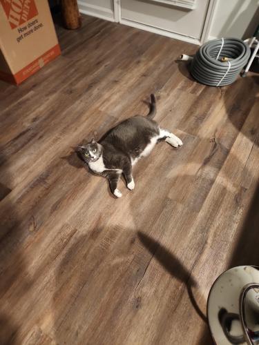 Lost Female Cat last seen Pollyanna Dr and Glad St., Greenville, SC 29605