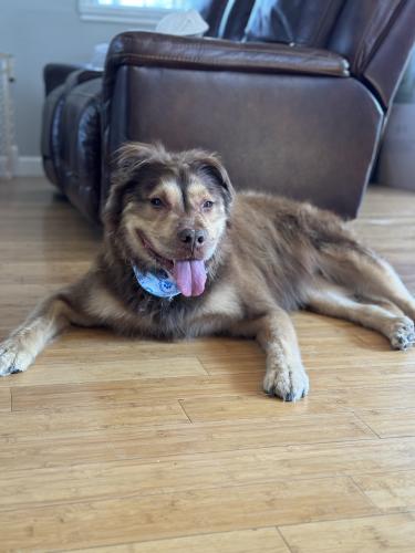 Lost Male Dog last seen Allisonville and 98th street near eller and the cemetery , Fishers, IN 46038