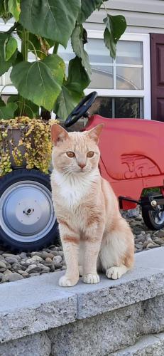 Lost Male Cat last seen Shenandoah Veterinary hosp, Martinsburg, WV 25401