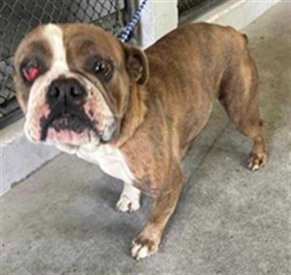 Shelter Stray Female Dog last seen COLFAX ST & EL CAMINO AVE, Sacramento, CA 95818