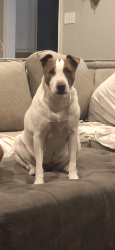 Lost Female Dog last seen Yucca and Mesa, Lubbock, TX 79403