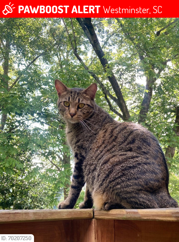 Lost Male Cat last seen West Abbey and Walhalla St by the water tower, Westminster, SC 29693