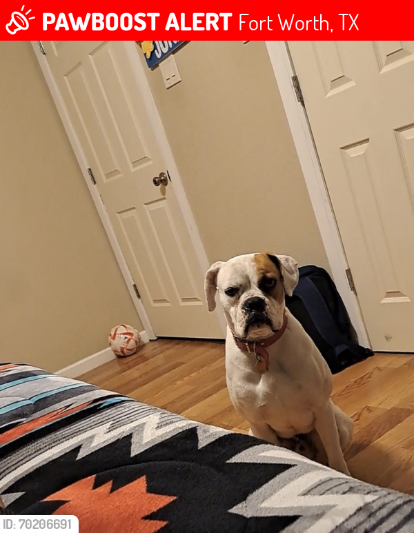 Lost Male Dog last seen By miller and rosedale, Fort Worth, TX 76105