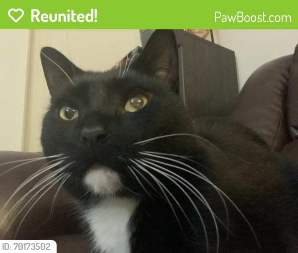 Reunited Male Cat last seen Folkstone dr , Forest Hill, TX 76140