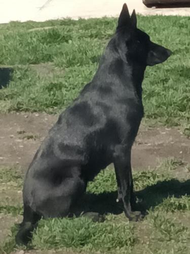 Lost Female Dog last seen Muckleshoot Indian tribe , Auburn, WA 98092