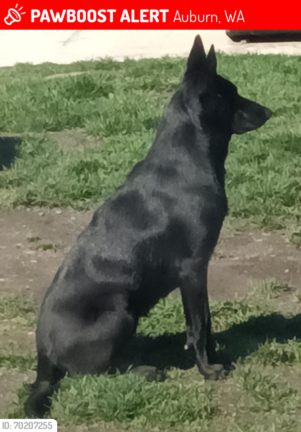 Lost Female Dog last seen Muckleshoot Indian tribe , Auburn, WA 98092
