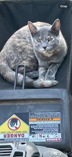 Lost Female Cat last seen Frazier RD, Sanford, NC 27332