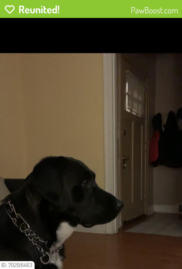 Reunited Male Dog last seen Near W Melrose st, Chicago, IL 60634