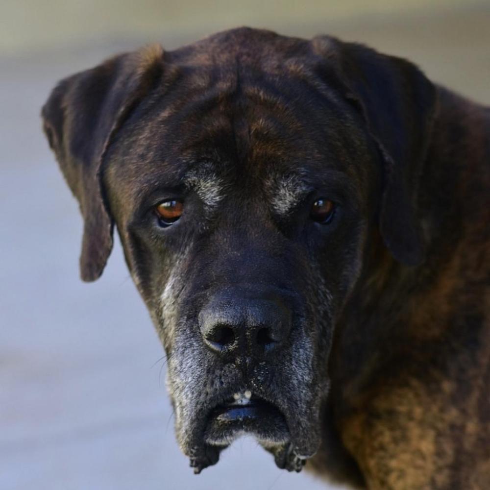Shelter Stray Male Dog last seen , Ottawa, KS 66067