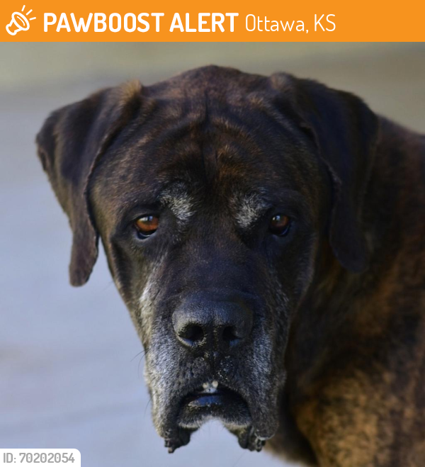 Shelter Stray Male Dog last seen , Ottawa, KS 66067