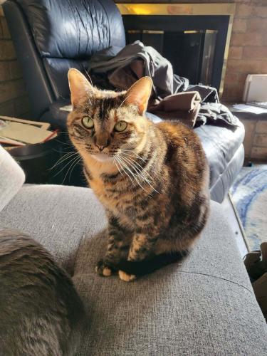 Lost Female Cat last seen 124th and Claude Ct., Thornton, CO 80241