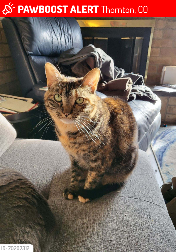 Lost Female Cat last seen 124th and Claude Ct., Thornton, CO 80241