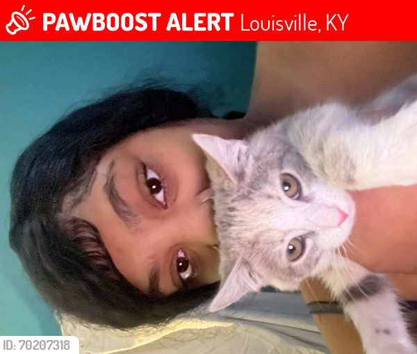 Lost Female Cat last seen Near west Ormbsy avenue , Louisville, KY 40210