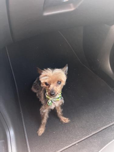 Lost Female Dog last seen Oakwood , Odessa, TX 79761
