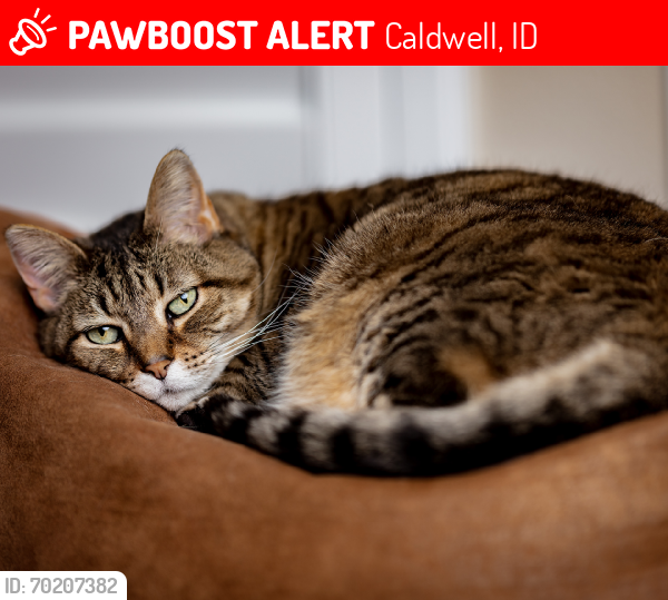 Lost Female Cat last seen Skyway St, Caldwell, ID 83605
