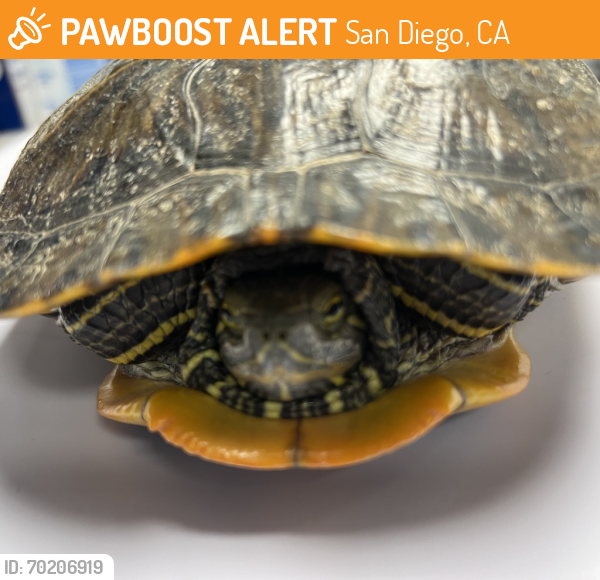 Shelter Stray Unknown Reptile last seen Gaines Street, San Diego, CA, 92110, San Diego, CA 92110