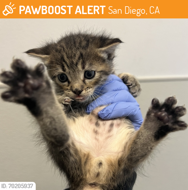 Shelter Stray Male Cat last seen Billman Street, San Diego, CA, 92115, San Diego, CA 92110