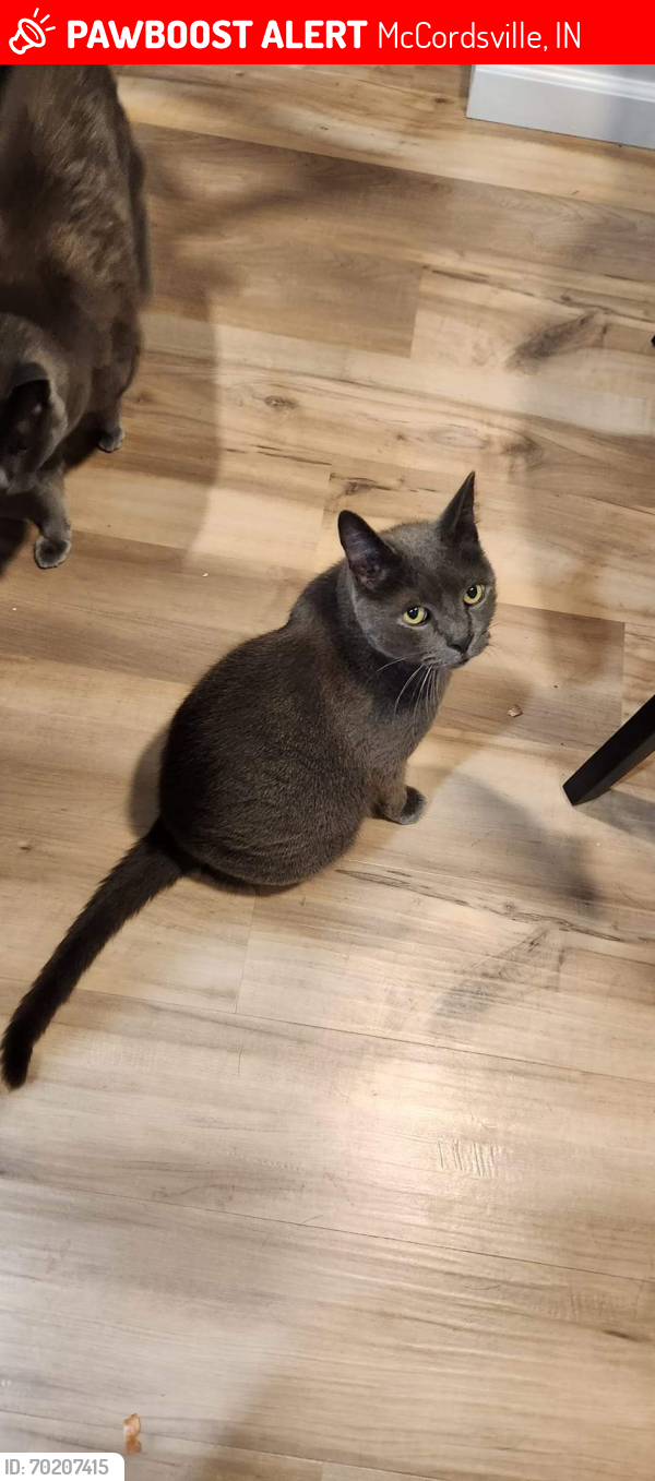 Lost Male Cat last seen Carroll and pendleton pike/broadway, McCordsville, IN 46055