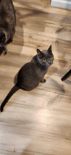 Lost Male Cat last seen Carroll and pendleton pike/broadway, McCordsville, IN 46055