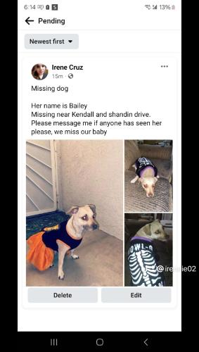 Lost Female Dog last seen Shandin drive san bernardino, San Bernardino, CA 92407