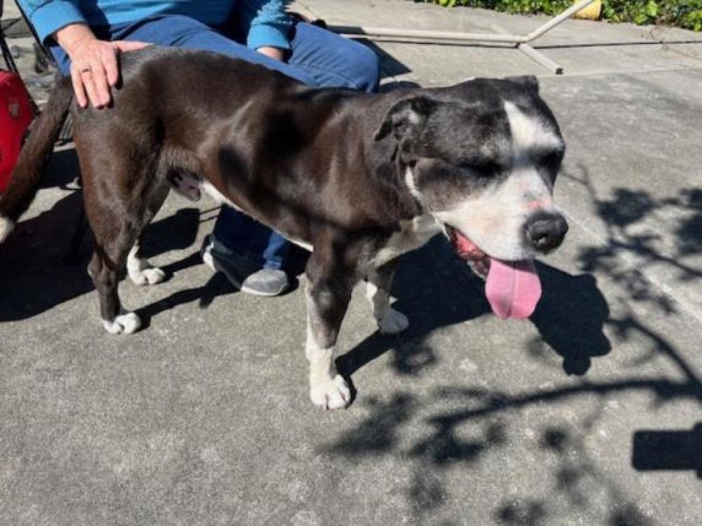 Shelter Stray Male Dog last seen , Hayward, CA 94544