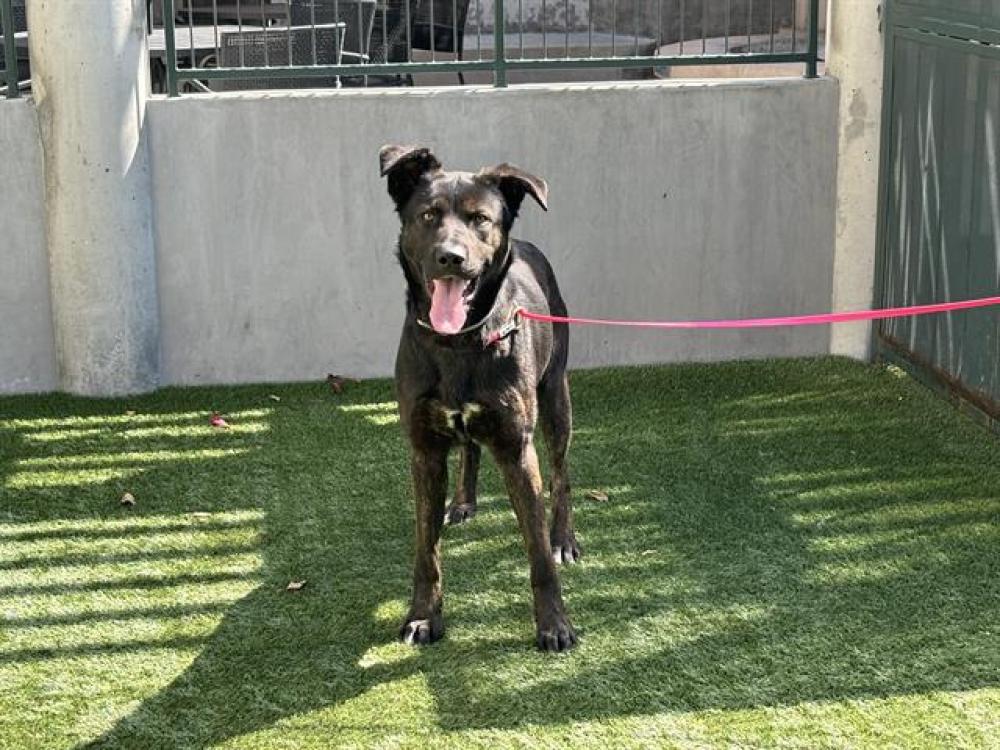 Shelter Stray Male Dog last seen SANTA CLARA ST/SANTA ANITA AVE, Pasadena, CA 91105