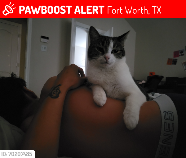 Lost Female Cat last seen Stockton, Andreas, Bryant Irvin, Harris, Fort Worth, TX 76132