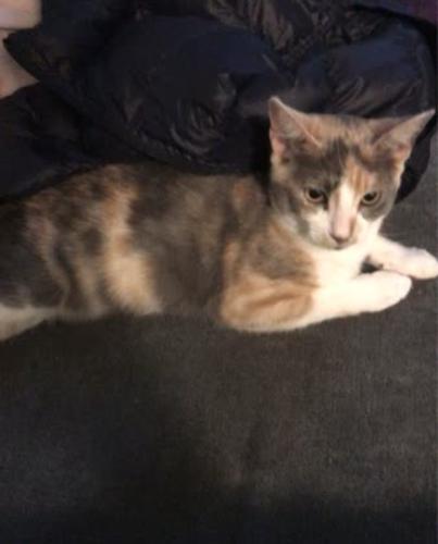 Lost Female Cat last seen Dougherty Rd., Dublin, CA 94568