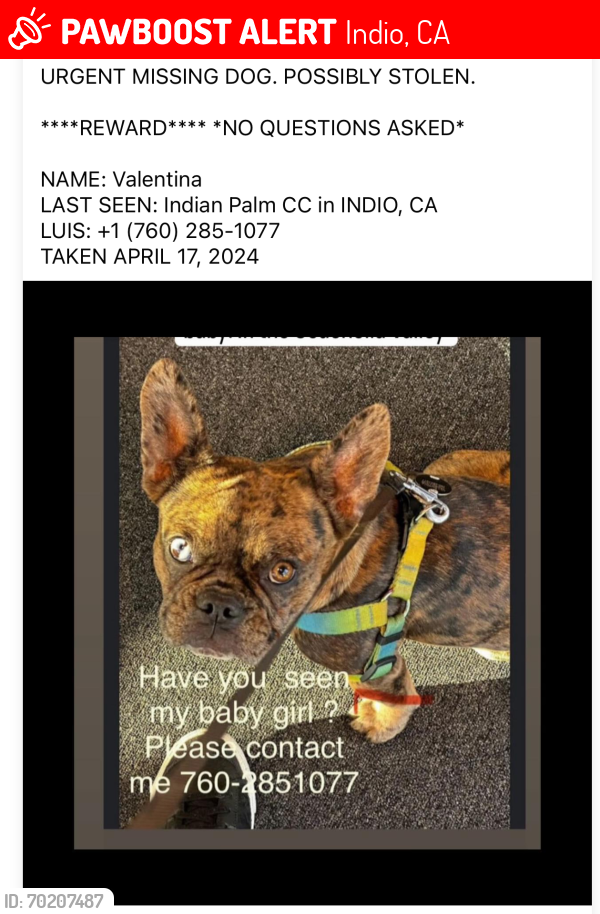 Lost Female Dog last seen Near Waring way Indian palms country club , Indio, CA 92201