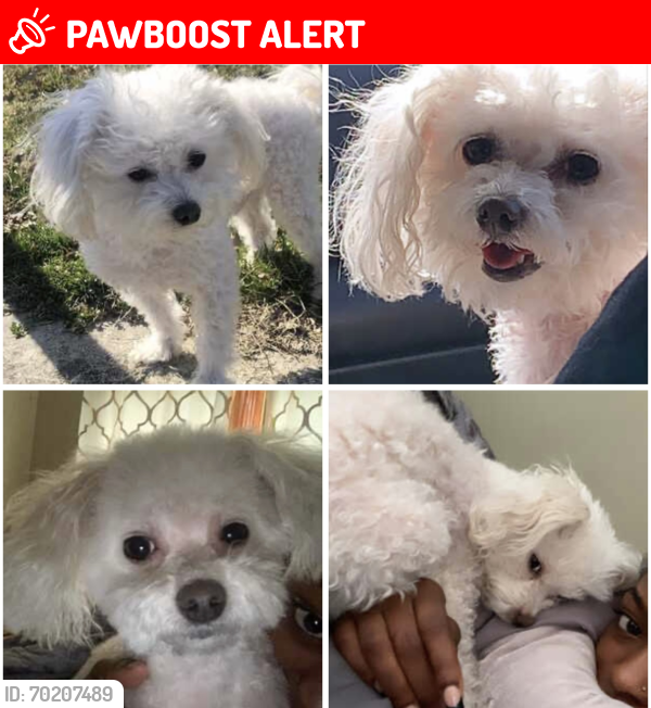 Lost Male Dog last seen Armstrong Avenue by Brookland Avenue, New Castle County, DE 19805