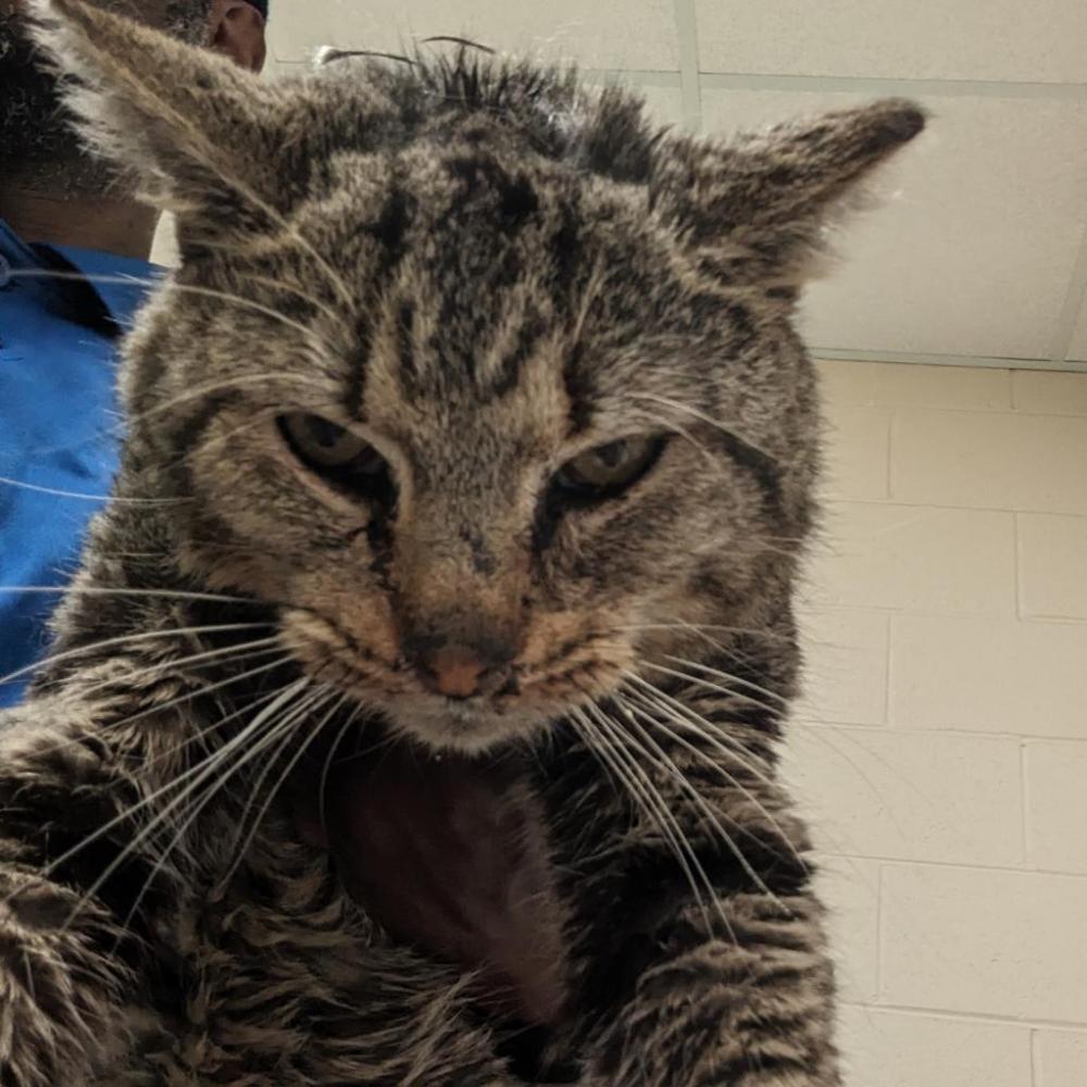 Shelter Stray Male Cat last seen , Memphis, TN 38133
