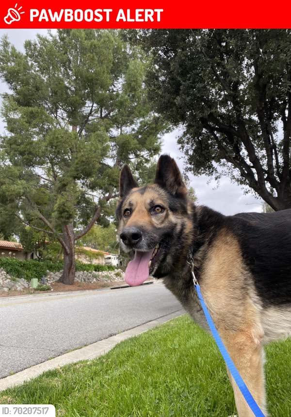 Lost Male Dog last seen Hillside , Rancho Cucamonga, CA 91737