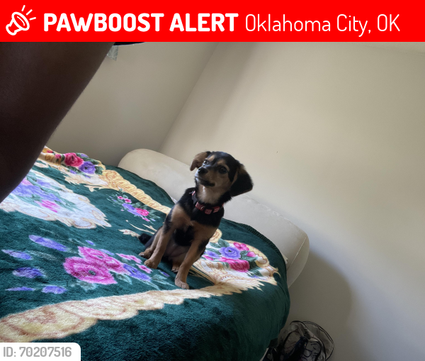 Lost Female Dog last seen Near N Kate Ave Oklahoma City, OK  73111 United States, Oklahoma City, OK 73111