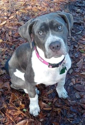 Lost Female Dog last seen Sumter SC, Sumter, SC 29151