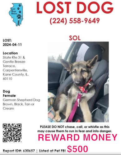 Lost Female Dog last seen rt31 and Gentle Breeze Terr, Carpentersville, IL 60110