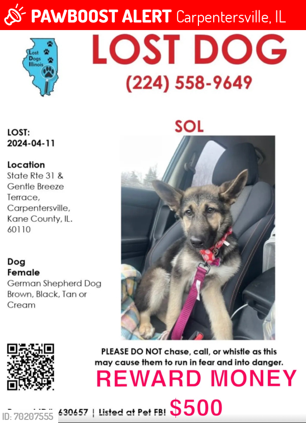 Lost Female Dog last seen rt31 and Gentle Breeze Terr, Carpentersville, IL 60110