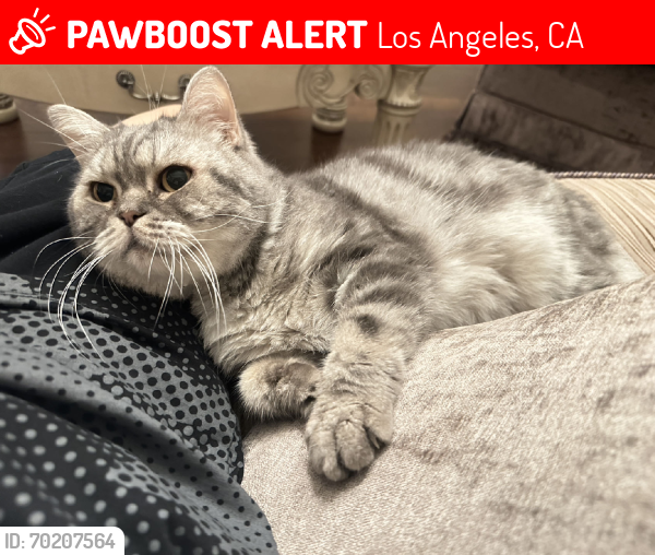 Lost Male Cat last seen And marston ave, Los Angeles, CA 90012